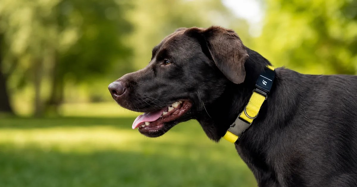 Fi New Series 3+ Smart Dog Tracker Collar in use — AI-generated illustration