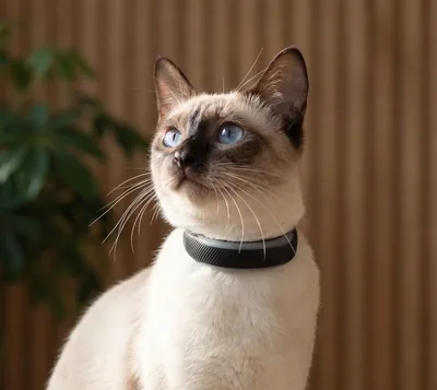 Tractive Smart Cat GPS Tracker (Dark Blue)