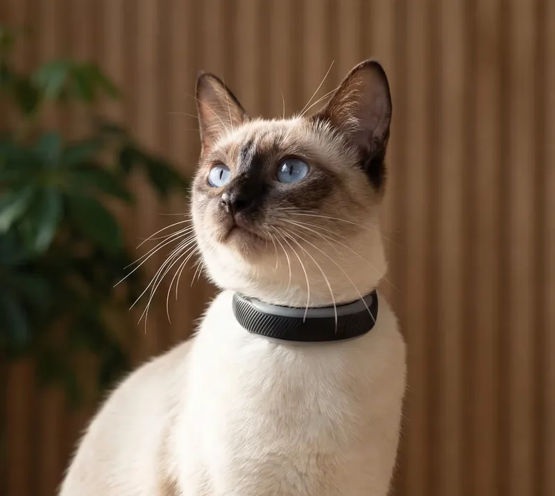 Tractive GPS Cat Tracker (LTE) — product photo