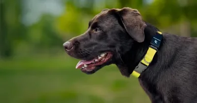 Fi New Series 3+ Smart Dog Tracker Collar