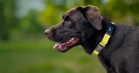Fi New Series 3+ Smart Dog Tracker Collar — product photo